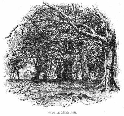 View in Mark Ash Wood by Walter Crane